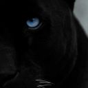 panther4911-blog avatar