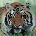 panthera--tigris--altaica avatar