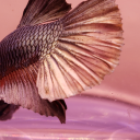 pantherophiss avatar