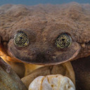 papas-quemadas avatar