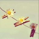 papatyadanhayaller avatar