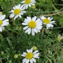 papatyakadarsaf avatar