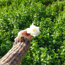 papatyasevisi avatar