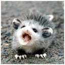 papdapossum avatar