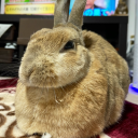 papenbunnyfiles avatar