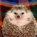 paper-records avatar