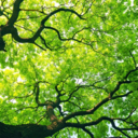 paperchasinnn-blog avatar