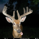 paperclipheartt avatar