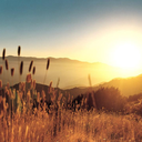 paperofobservations avatar