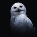 paperyowl avatar