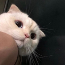 papichullooosworld avatar