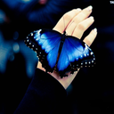 papillon-dans-le-vent-blog avatar