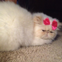 papillon023-blog avatar