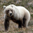 pappasilverbear avatar