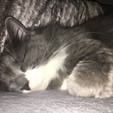 paprikaaaaaaaa avatar