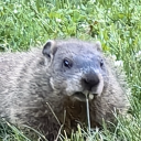 paradeofplanets avatar