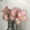 paradiseinaverno avatar