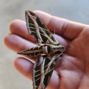 paradoxicalpapa avatar