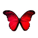parafine avatar