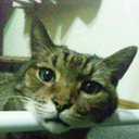 paranoia1bird avatar