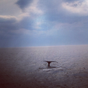 paranoid-andrew-oid avatar