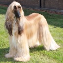 paranoid-smile avatar