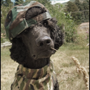 parasiticdogvessel avatar