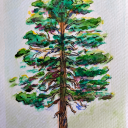 parasiticpinetree avatar