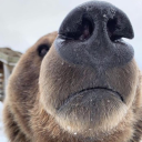 pardoxysm-art avatar