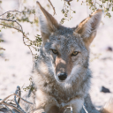 pariahdogpark avatar