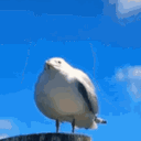 parkingseagull avatar