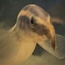 parosphromenus avatar