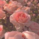 paroxysmsignal08 avatar