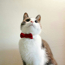 parrakas-appelsiini avatar