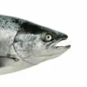 parsalmon avatar