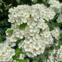 parsley-sage-rosemary-thyme331 avatar