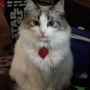 partly-hueman avatar