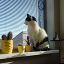 party-tattoos avatar