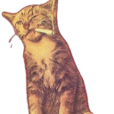 pashkabraddda avatar