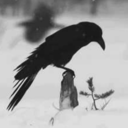 passaro-inutil avatar