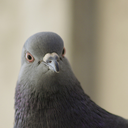 passengerpigeon avatar