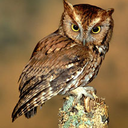 passing-interest avatar