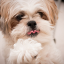 passion-project avatar