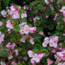 passionatepictures avatar