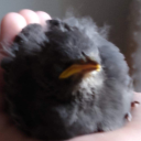 passionateshitpost avatar