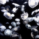 passive-amenity avatar