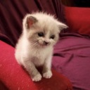 pastaingallday avatar