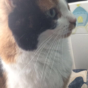 pastel-bi-aesthetic avatar