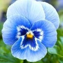 pastel-blue-mlm avatar