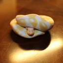 pastel-pythons-blog avatar